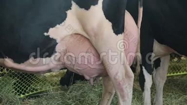 荷斯坦奶牛<strong>充分</strong>的乳房准备挤奶农场